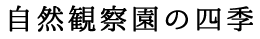 自然観察園の四季